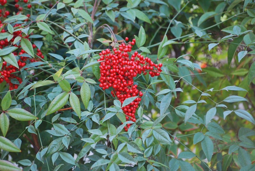 Nandina domestica